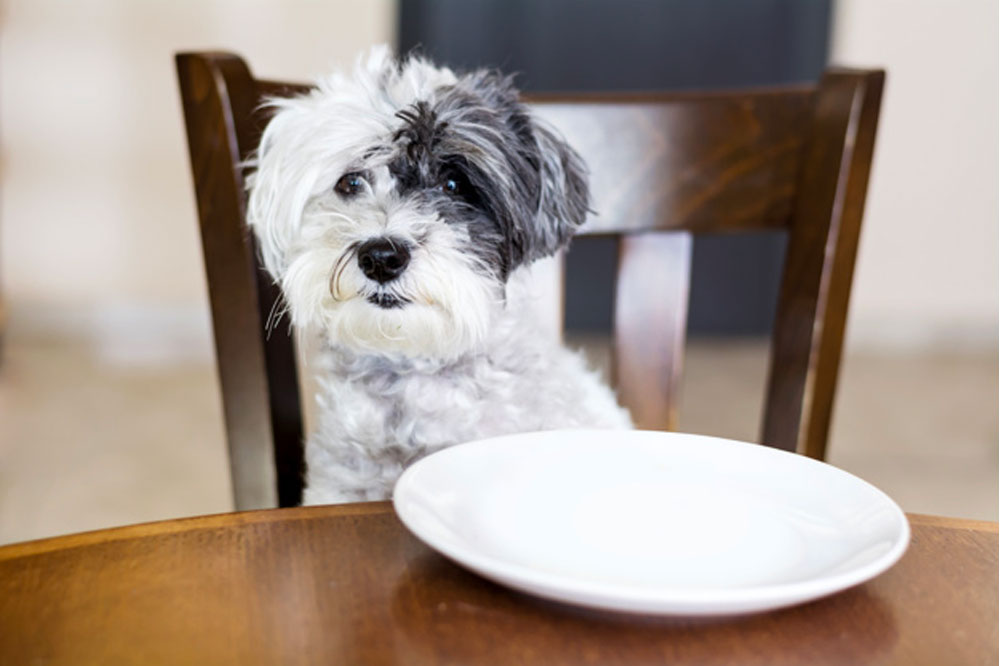 5 Healthy Food Tips For Dogs