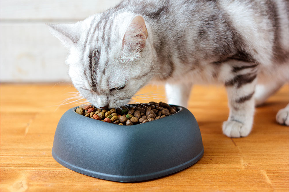 Simple Diet Tips to Manage Diabetes Mellitus in Cats