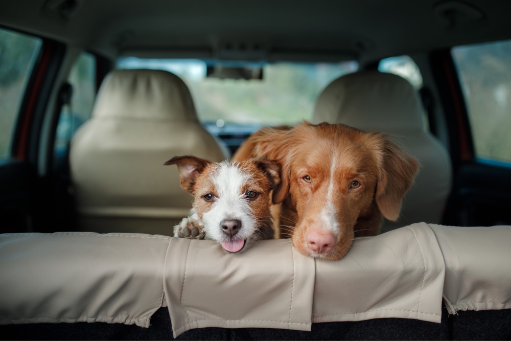 Top Car Accessories for Traveling With Your Dog